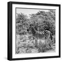 Awesome South Africa Collection Square - Zebra Profile B&W-Philippe Hugonnard-Framed Photographic Print