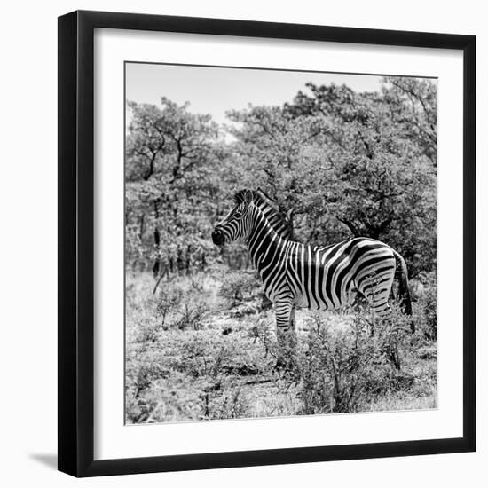 Awesome South Africa Collection Square - Zebra Profile B&W-Philippe Hugonnard-Framed Photographic Print