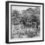 Awesome South Africa Collection Square - Zebra Profile B&W-Philippe Hugonnard-Framed Photographic Print