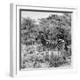 Awesome South Africa Collection Square - Zebra Profile B&W-Philippe Hugonnard-Framed Photographic Print