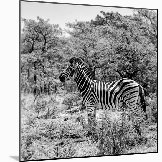 Awesome South Africa Collection Square - Zebra Profile B&W-Philippe Hugonnard-Mounted Photographic Print