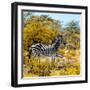 Awesome South Africa Collection Square - Zebra Profile II-Philippe Hugonnard-Framed Photographic Print