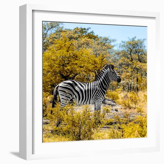 Awesome South Africa Collection Square - Zebra Profile II-Philippe Hugonnard-Framed Photographic Print