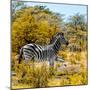 Awesome South Africa Collection Square - Zebra Profile II-Philippe Hugonnard-Mounted Photographic Print