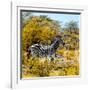 Awesome South Africa Collection Square - Zebra Profile II-Philippe Hugonnard-Framed Photographic Print