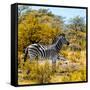 Awesome South Africa Collection Square - Zebra Profile II-Philippe Hugonnard-Framed Stretched Canvas