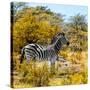 Awesome South Africa Collection Square - Zebra Profile II-Philippe Hugonnard-Stretched Canvas