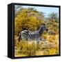 Awesome South Africa Collection Square - Zebra Profile II-Philippe Hugonnard-Framed Stretched Canvas