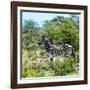 Awesome South Africa Collection Square - Zebra Profile-Philippe Hugonnard-Framed Photographic Print