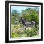 Awesome South Africa Collection Square - Zebra Profile-Philippe Hugonnard-Framed Photographic Print