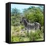 Awesome South Africa Collection Square - Zebra Profile-Philippe Hugonnard-Framed Stretched Canvas