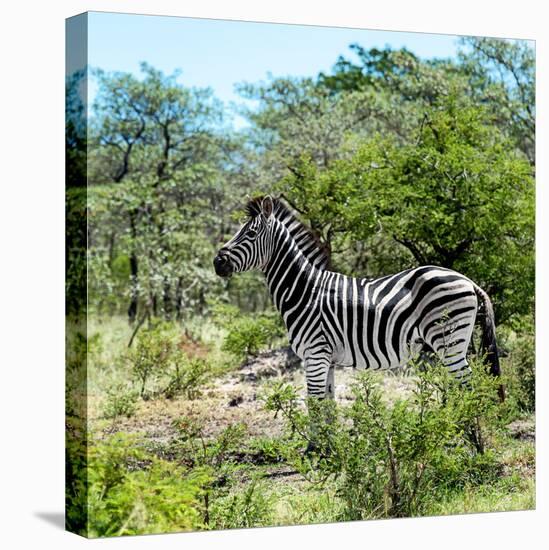 Awesome South Africa Collection Square - Zebra Profile-Philippe Hugonnard-Stretched Canvas