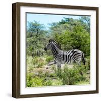 Awesome South Africa Collection Square - Zebra Profile-Philippe Hugonnard-Framed Photographic Print