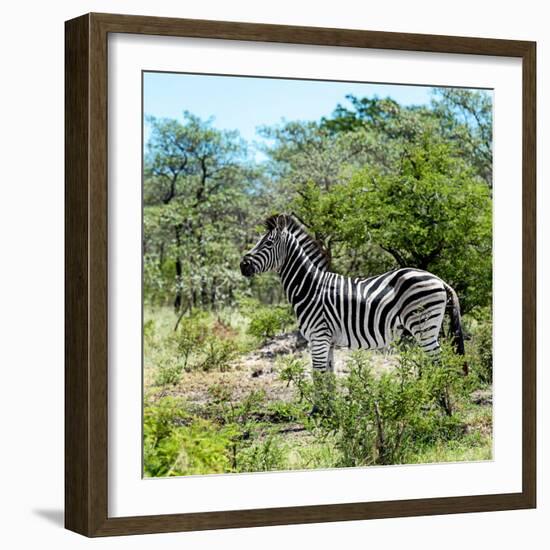 Awesome South Africa Collection Square - Zebra Profile-Philippe Hugonnard-Framed Photographic Print