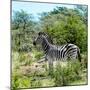 Awesome South Africa Collection Square - Zebra Profile-Philippe Hugonnard-Mounted Photographic Print