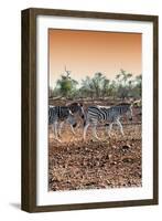 Awesome South Africa Collection - Three Burchell's Zebra walking at Sunset I-Philippe Hugonnard-Framed Photographic Print