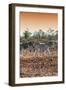 Awesome South Africa Collection - Three Burchell's Zebra walking at Sunset I-Philippe Hugonnard-Framed Photographic Print