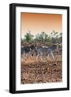 Awesome South Africa Collection - Three Burchell's Zebra walking at Sunset I-Philippe Hugonnard-Framed Photographic Print