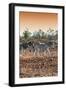 Awesome South Africa Collection - Three Burchell's Zebra walking at Sunset I-Philippe Hugonnard-Framed Photographic Print