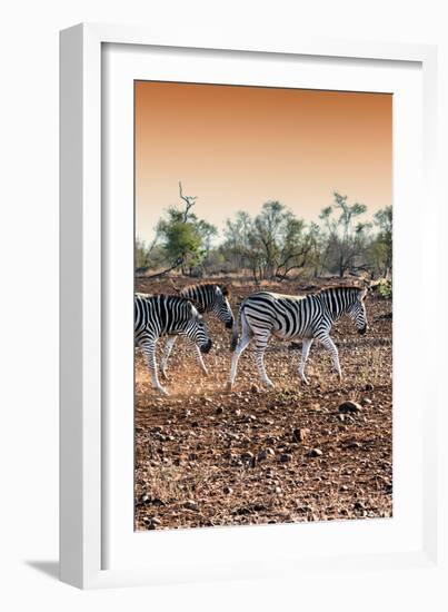 Awesome South Africa Collection - Three Burchell's Zebra walking at Sunset I-Philippe Hugonnard-Framed Photographic Print