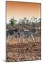 Awesome South Africa Collection - Three Burchell's Zebra walking at Sunset I-Philippe Hugonnard-Mounted Photographic Print