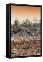 Awesome South Africa Collection - Three Burchell's Zebra walking at Sunset I-Philippe Hugonnard-Framed Stretched Canvas