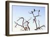 Awesome South Africa Collection - Three Whitebacked Vulture on the Tree at Sunset III-Philippe Hugonnard-Framed Photographic Print