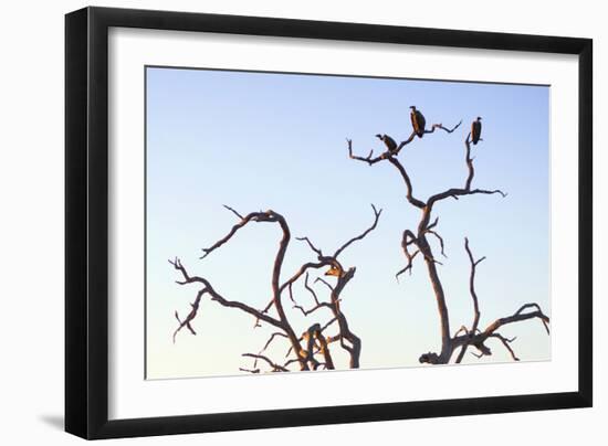 Awesome South Africa Collection - Three Whitebacked Vulture on the Tree at Sunset III-Philippe Hugonnard-Framed Photographic Print