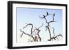 Awesome South Africa Collection - Three Whitebacked Vulture on the Tree at Sunset III-Philippe Hugonnard-Framed Photographic Print