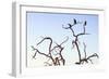 Awesome South Africa Collection - Three Whitebacked Vulture on the Tree at Sunset III-Philippe Hugonnard-Framed Photographic Print