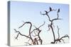 Awesome South Africa Collection - Three Whitebacked Vulture on the Tree at Sunset III-Philippe Hugonnard-Stretched Canvas