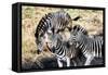 Awesome South Africa Collection - Three Zebras-Philippe Hugonnard-Framed Stretched Canvas