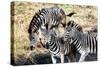 Awesome South Africa Collection - Three Zebras-Philippe Hugonnard-Stretched Canvas