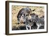 Awesome South Africa Collection - Three Zebras-Philippe Hugonnard-Framed Photographic Print