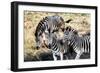 Awesome South Africa Collection - Three Zebras-Philippe Hugonnard-Framed Photographic Print