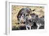 Awesome South Africa Collection - Three Zebras-Philippe Hugonnard-Framed Photographic Print