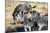 Awesome South Africa Collection - Three Zebras-Philippe Hugonnard-Mounted Photographic Print