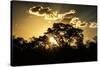 Awesome South Africa Collection - Trees Silhouette at Twilight on the Savanna-Philippe Hugonnard-Stretched Canvas