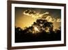 Awesome South Africa Collection - Trees Silhouette at Twilight on the Savanna-Philippe Hugonnard-Framed Photographic Print