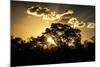 Awesome South Africa Collection - Trees Silhouette at Twilight on the Savanna-Philippe Hugonnard-Mounted Photographic Print