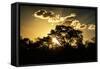 Awesome South Africa Collection - Trees Silhouette at Twilight on the Savanna-Philippe Hugonnard-Framed Stretched Canvas