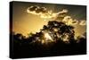 Awesome South Africa Collection - Trees Silhouette at Twilight on the Savanna-Philippe Hugonnard-Stretched Canvas