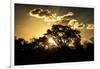 Awesome South Africa Collection - Trees Silhouette at Twilight on the Savanna-Philippe Hugonnard-Framed Photographic Print