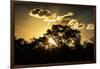 Awesome South Africa Collection - Trees Silhouette at Twilight on the Savanna-Philippe Hugonnard-Framed Photographic Print