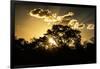 Awesome South Africa Collection - Trees Silhouette at Twilight on the Savanna-Philippe Hugonnard-Framed Photographic Print