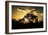 Awesome South Africa Collection - Trees Silhouette at Twilight on the Savanna-Philippe Hugonnard-Framed Photographic Print