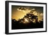 Awesome South Africa Collection - Trees Silhouette at Twilight on the Savanna-Philippe Hugonnard-Framed Photographic Print