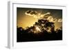 Awesome South Africa Collection - Trees Silhouette at Twilight on the Savanna-Philippe Hugonnard-Framed Photographic Print