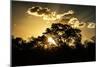 Awesome South Africa Collection - Trees Silhouette at Twilight on the Savanna-Philippe Hugonnard-Mounted Photographic Print