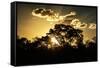 Awesome South Africa Collection - Trees Silhouette at Twilight on the Savanna-Philippe Hugonnard-Framed Stretched Canvas